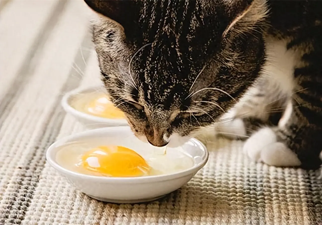 猫咪除了吃猫粮，平时多给它喂下面这6样食物，能延长寿命