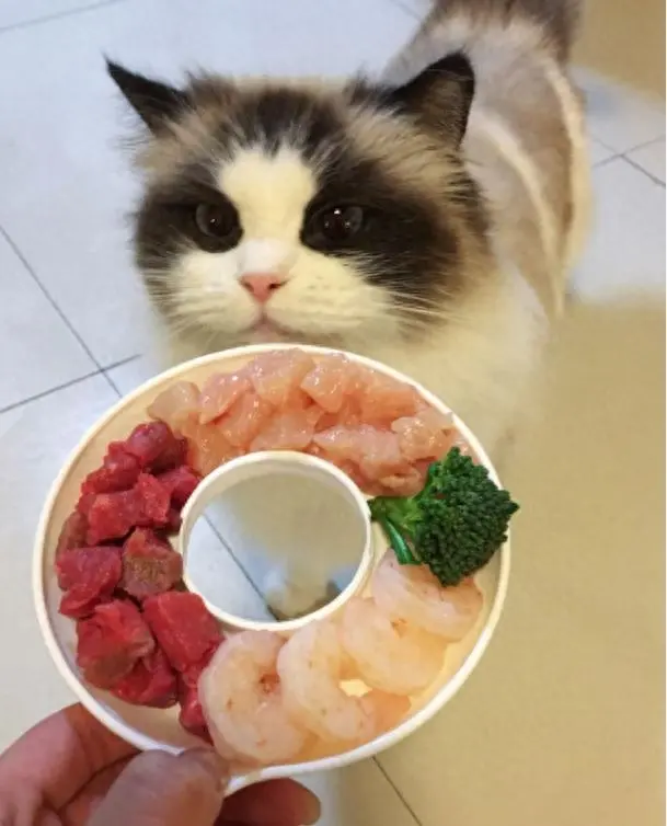 猫咪除了吃猫粮，平时多给它喂下面这6样食物，能延长寿命