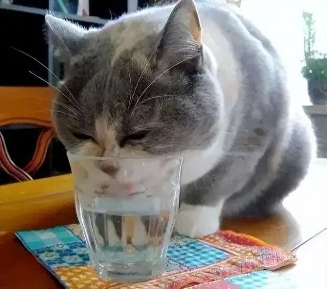 为何猫咪更爱喝主人杯子里的水？长期跟猫共用一个杯子可以吗？