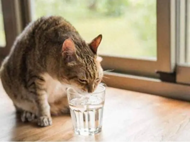 为何猫咪更爱喝主人杯子里的水？长期跟猫共用一个杯子可以吗？