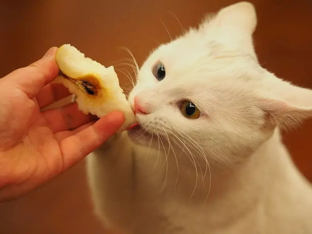 除了猫粮，猫咪可以吃这几种人类食物，这些人食对猫有好处的