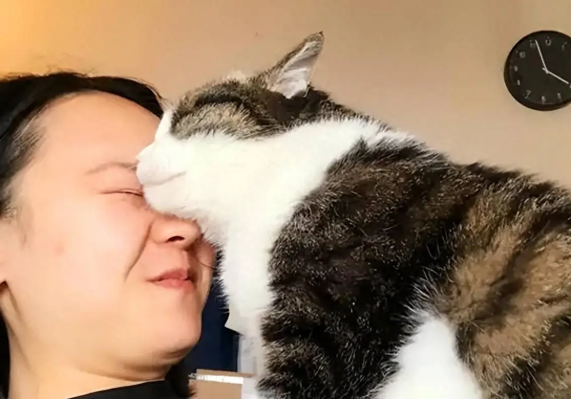 猫咪“鼻吻”主人有哪些意思呢？原来有这些意思