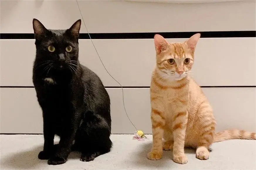 出差遇到两只主动求助的流浪猫，要带它们回家吗？