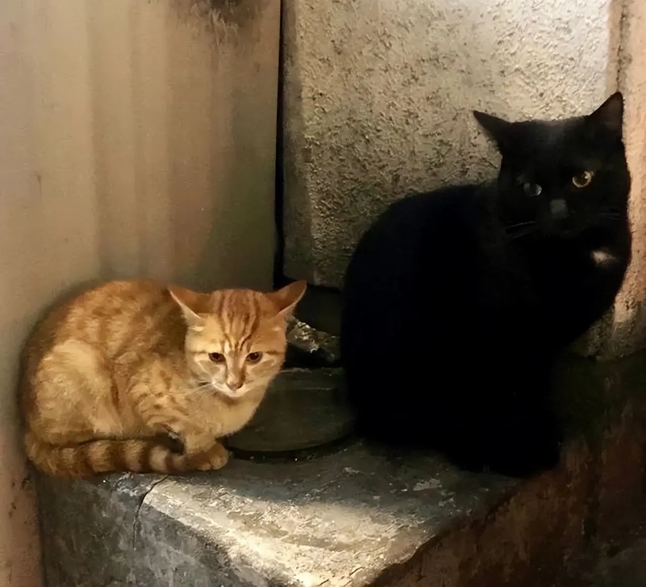 出差遇到两只主动求助的流浪猫，要带它们回家吗？
