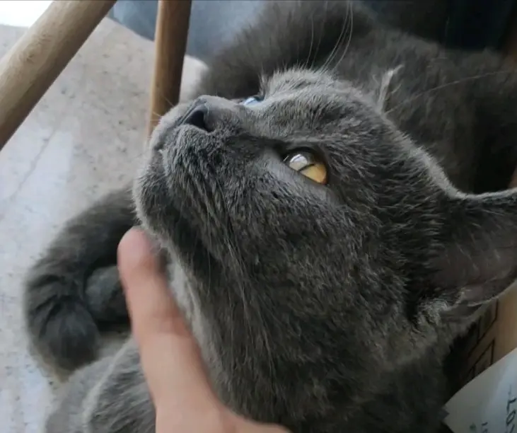 很多宠主都喜欢摸蓝猫的下巴，这时候它会想什么呢？