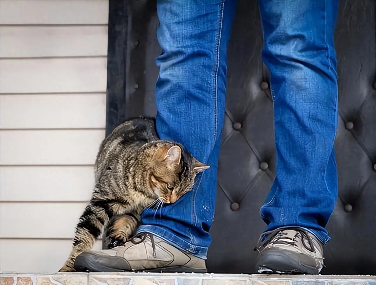 其实猫咪喜欢“走路贴贴”，隐藏着很多含义，你都知道吗？
