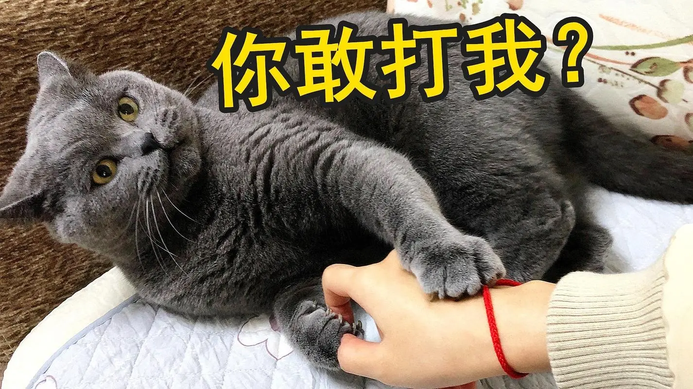 养猫5年经验告诉你：如何让猫爱上你！