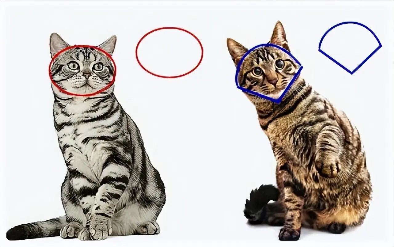 如何辨别“美短猫”和“狸花猫”？看这7点，准没错！