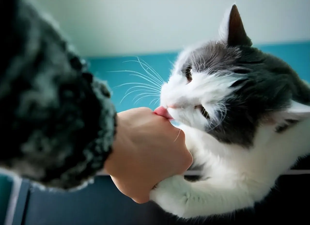 你家猫咪是不是很喜欢舔人？它们为什么会有这样的举动呢？