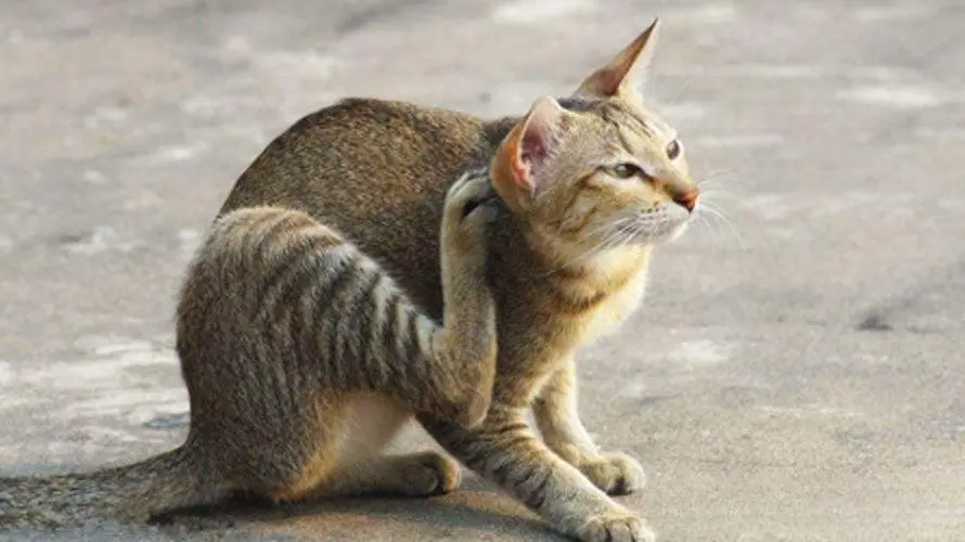 猫咪耳朵出现耳螨的表现通常比较明显，包括以下几点