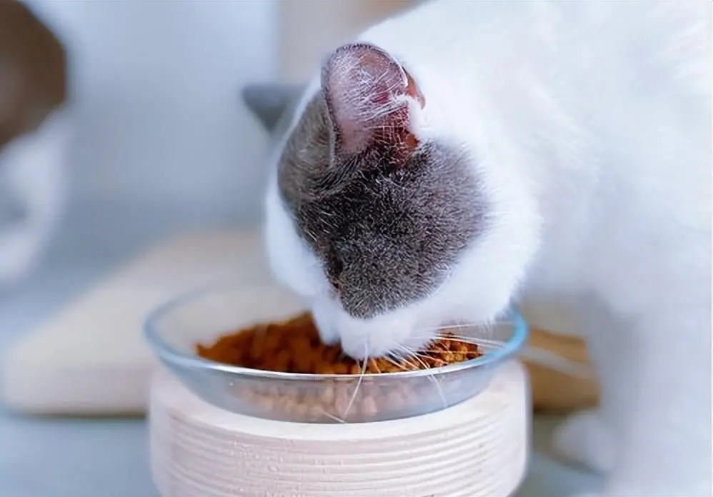 猫咪身体健不健康跟猫粮有很大关系。猫粮怎么选？