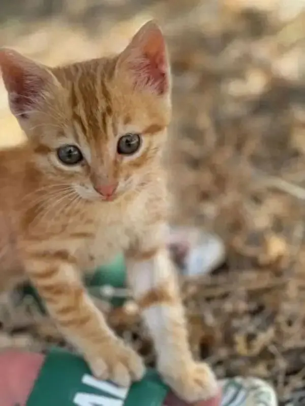 ​一对夫妇在希腊旅行时，发现路边有一只橘色小奶猫，最后带回家三只猫