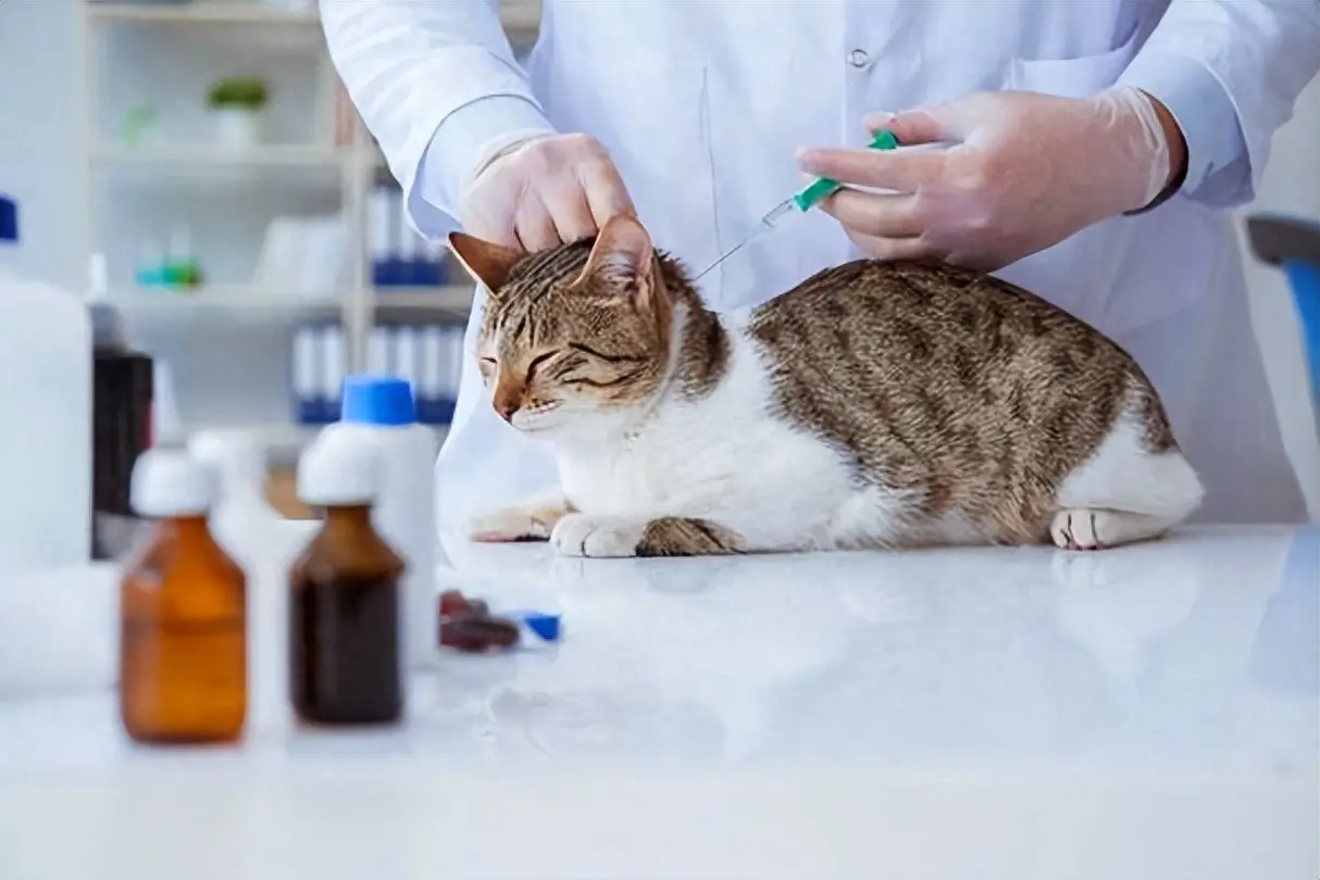 猫咪呕吐常见有这几个原因，附预防猫呕吐的实用方法