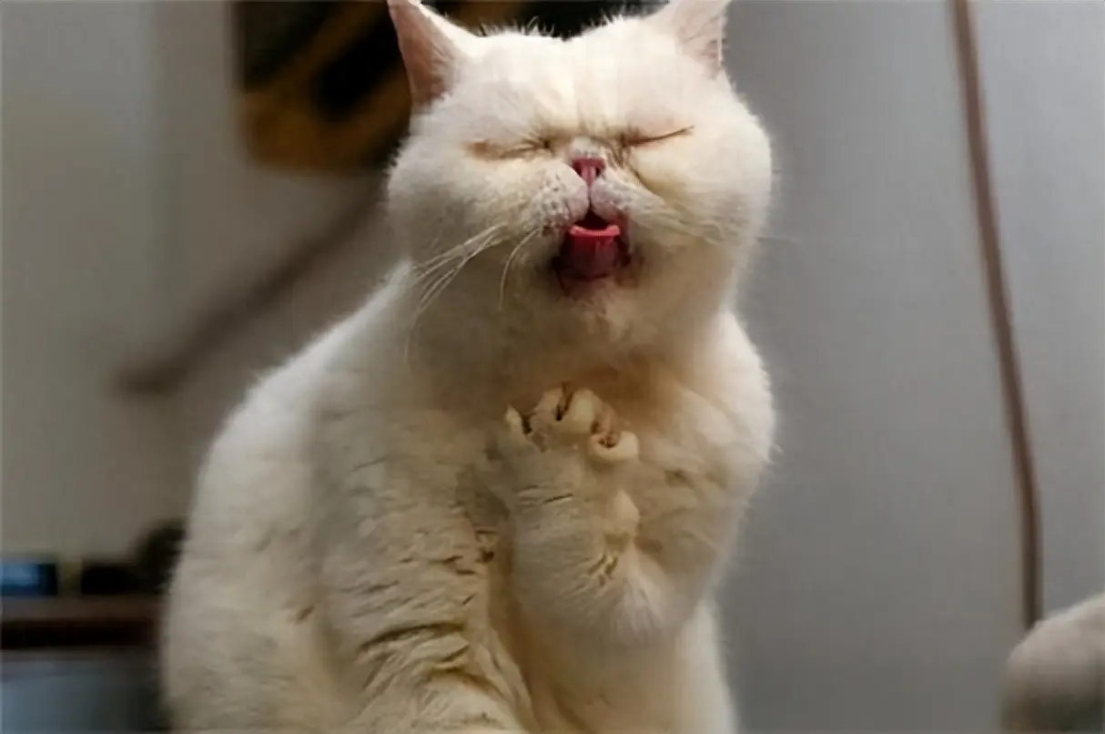 猫咪呕吐常见有这几个原因，附预防猫呕吐的实用方法