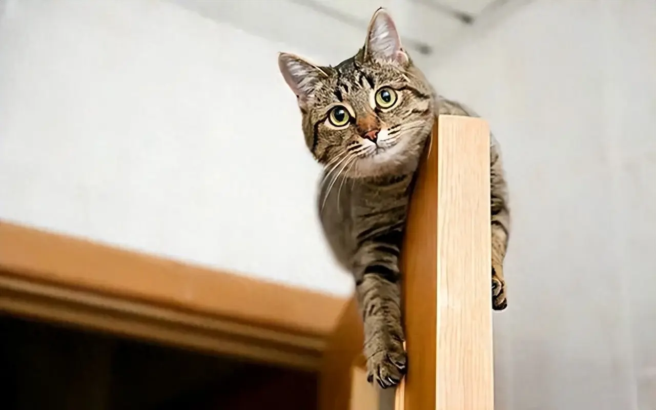 猫咪喜欢在“高处”待的原因，主要有这些，别不懂了