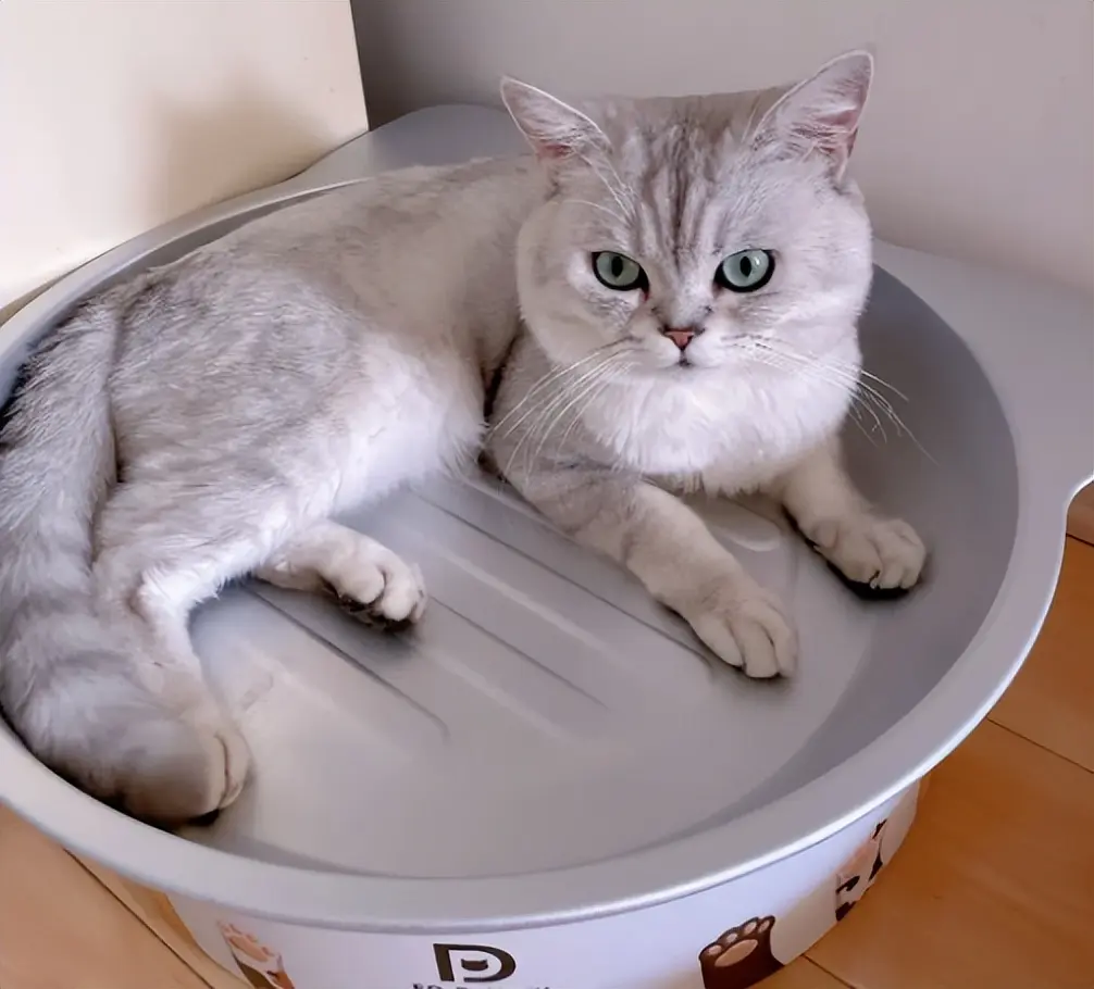 网友：临时出差，给猫留一大盆猫粮，居然因为肠道梗阻死亡！