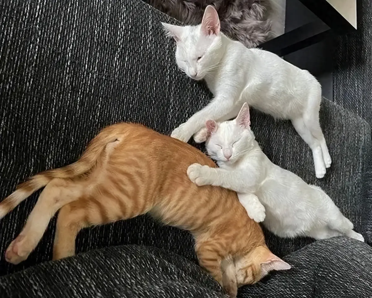 ​一对夫妇在希腊旅行时，发现路边有一只橘色小奶猫，最后带回家三只猫