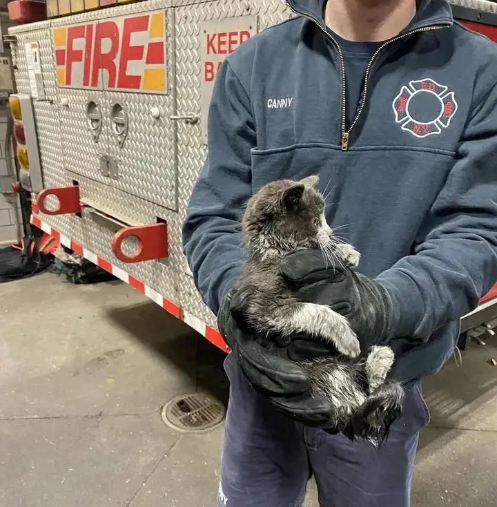 流浪小猫在一场大火中跳上消防车，那是改写它命运的一瞬