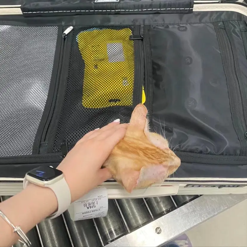 坐飞机被安检员拦下，打开行李箱后，发现自家猫在里面！