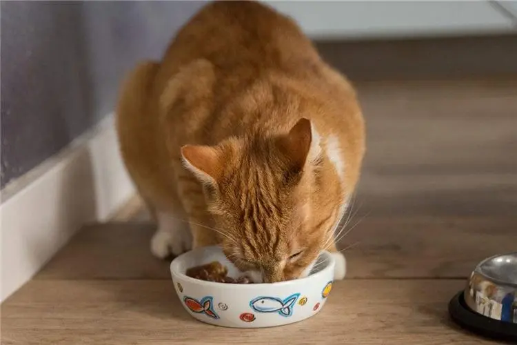 猫咪身体健不健康跟猫粮有很大关系。猫粮怎么选？