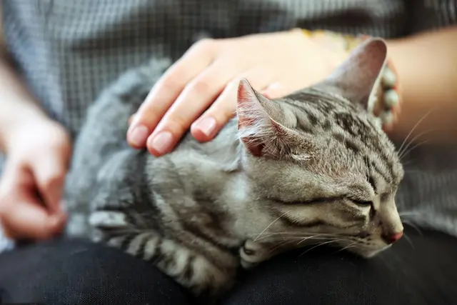 猫咪这些部位千万不要随便摸，因为一旦摸了，它就会爱上你！