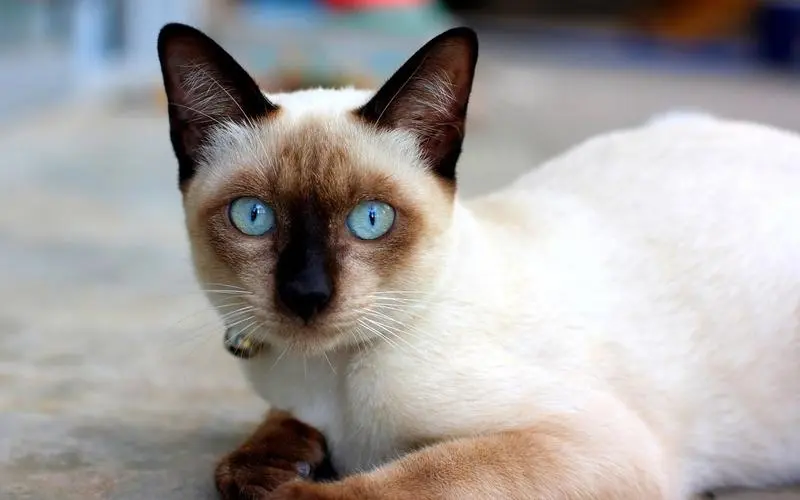 现在饲养暹罗猫的人少了，网友：这几点很遭人嫌！