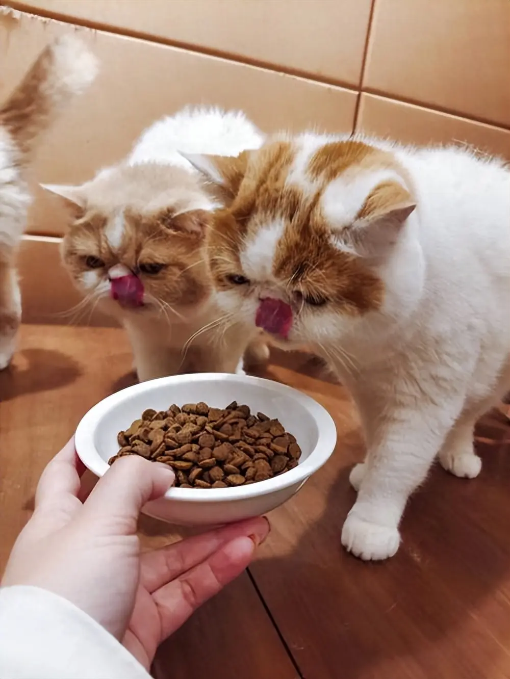 给猫咪喂什么猫粮更营养健康呢？只需7步，教你选到好猫粮！