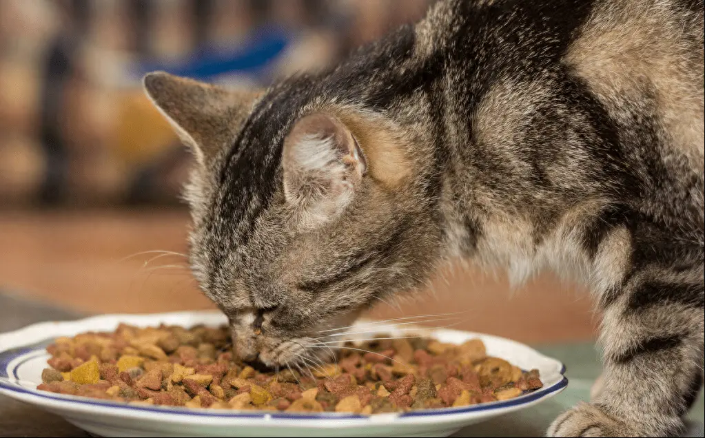 给猫咪喂什么猫粮更营养健康呢？只需7步，教你选到好猫粮！