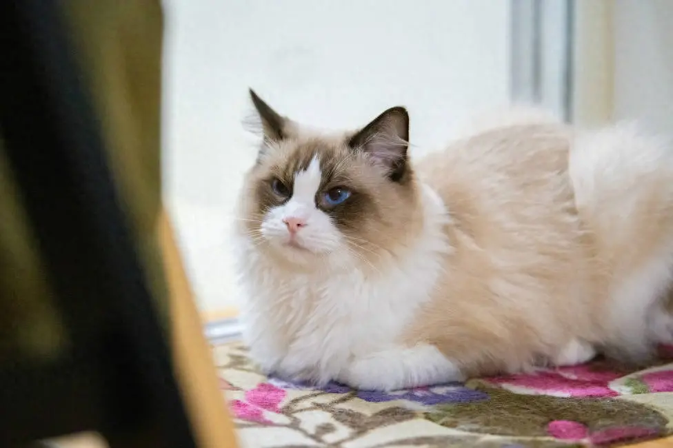 想要知道布偶猫过得“幸不幸福”，看它有没有这6个特点