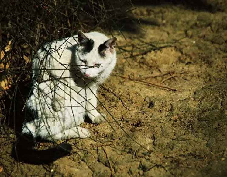 猫咪“临死前”躲起来的原因，为什么它们会这么做呢？