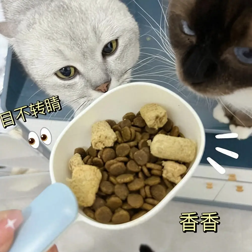 猫咪见到你就“躺下打滚”，这种行为是猫咪的一种身体语言