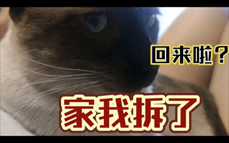 暹罗猫的这些举动，原来是它在偷偷地“爱你”！