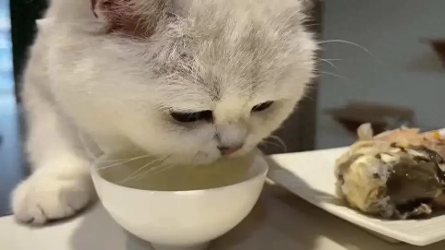 除了猫粮，这些食物猫咪也爱吃！