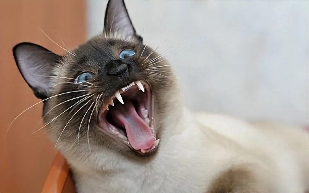 关注猫咪的口腔问题！“口臭”的五大警示