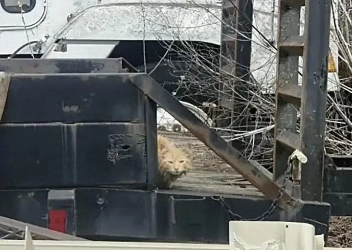 脏兮兮的橘猫在货车上求助，被救后判若两猫！
