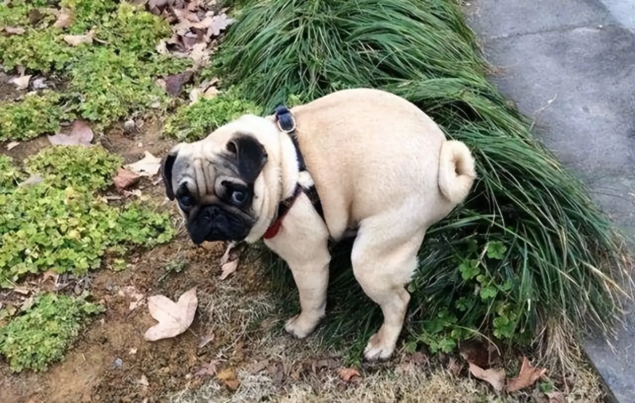 退休后养只巴哥犬有哪些好处呢？好处真的太多了