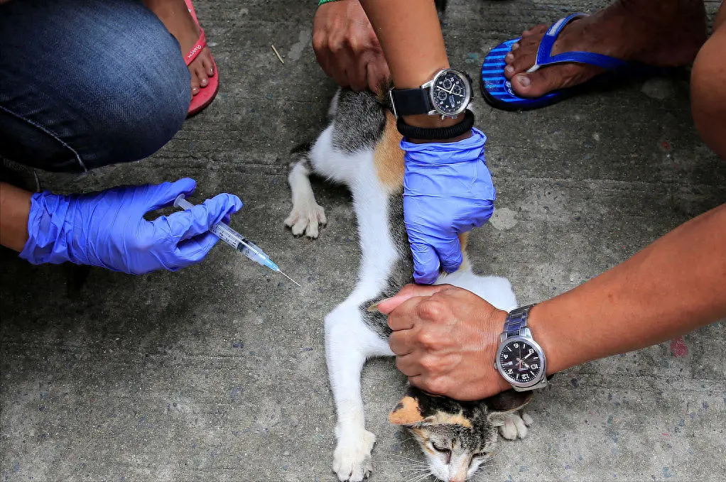 猫咪有这几种症状，说明它患上“狂犬病”了