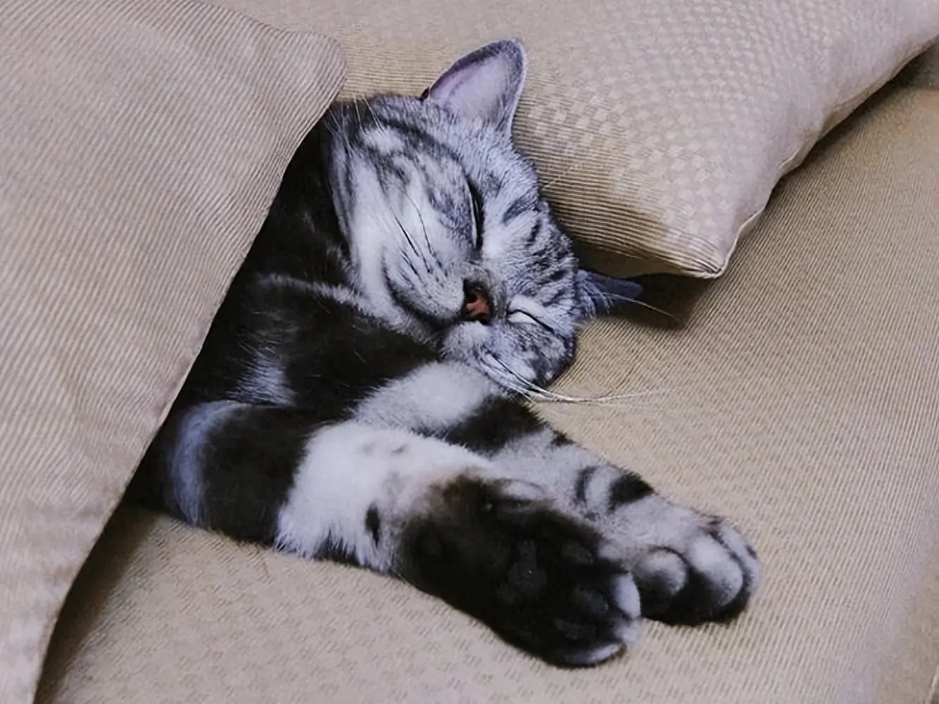 猫咪睡觉位置和你居然是有关系的！真的太神奇了吧！