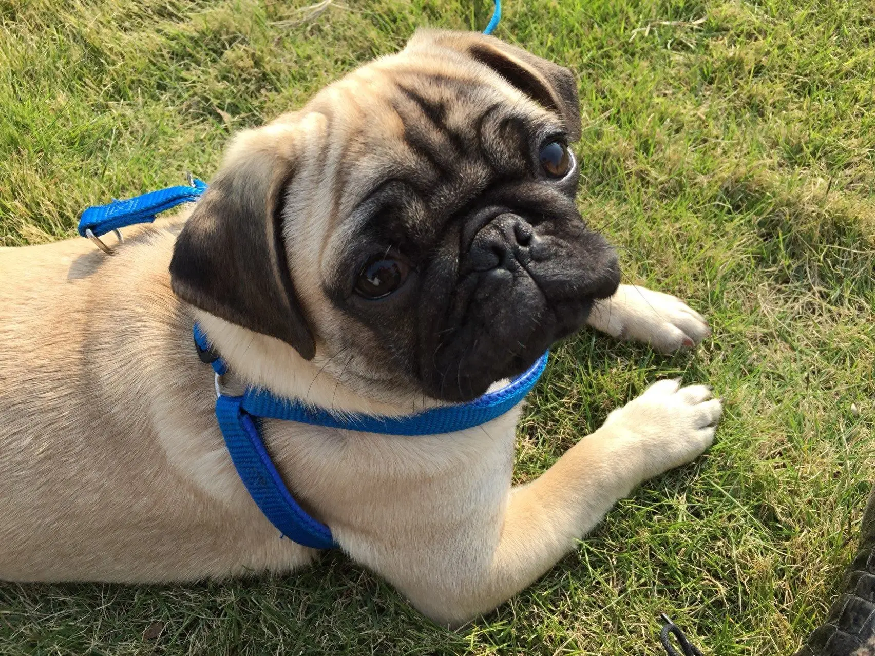 退休后养只巴哥犬有哪些好处呢？好处真的太多了