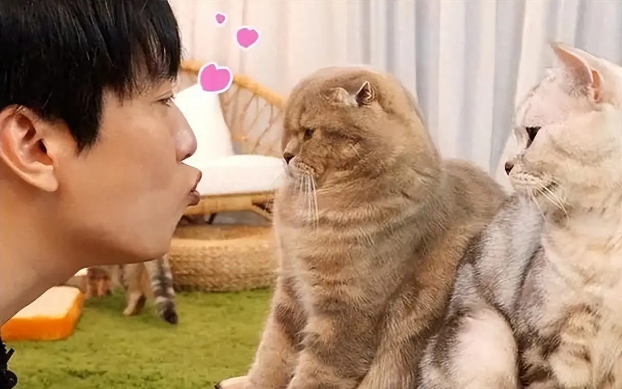 为什么猫咪会拒绝主人的索吻？它们是怎么想的？