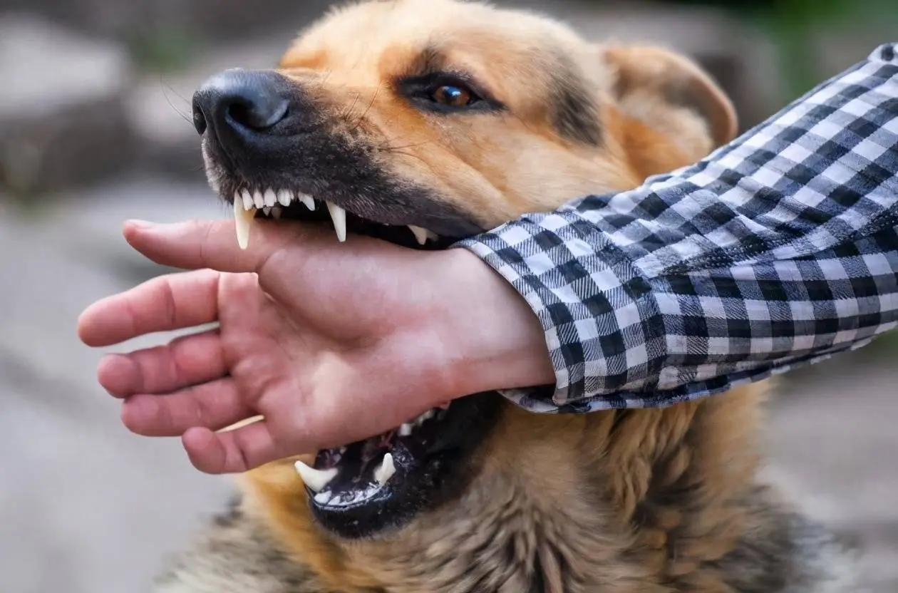 在狗狗身上，有这些“情绪开关”，最好别乱摸，否则容易被咬