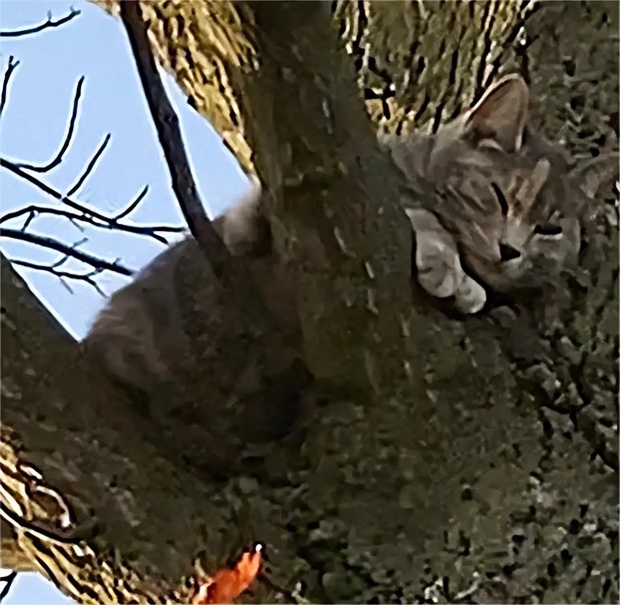 网友在树上发现了一只猫咪，猫主人喜极而泣：找它两周了