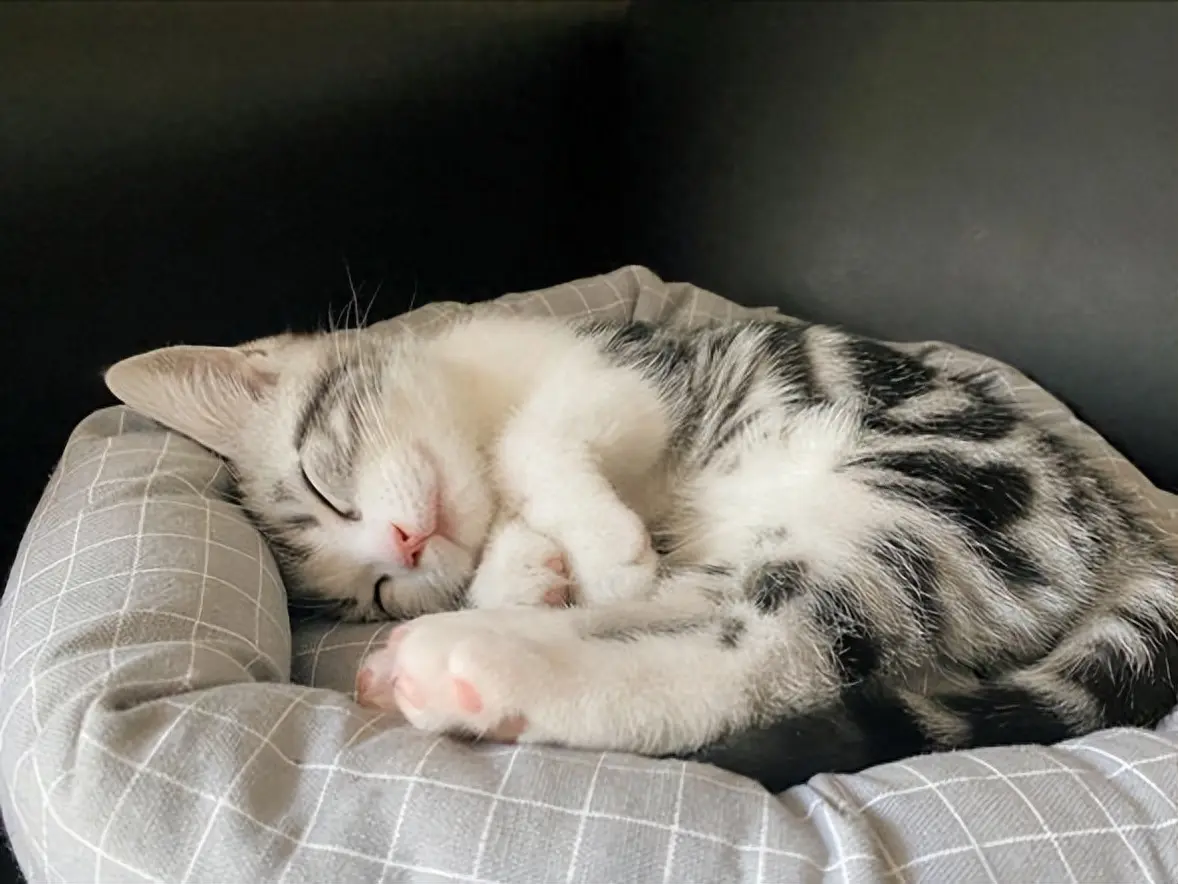 要是猫咪生活过得滋润，通常会有这7种睡姿