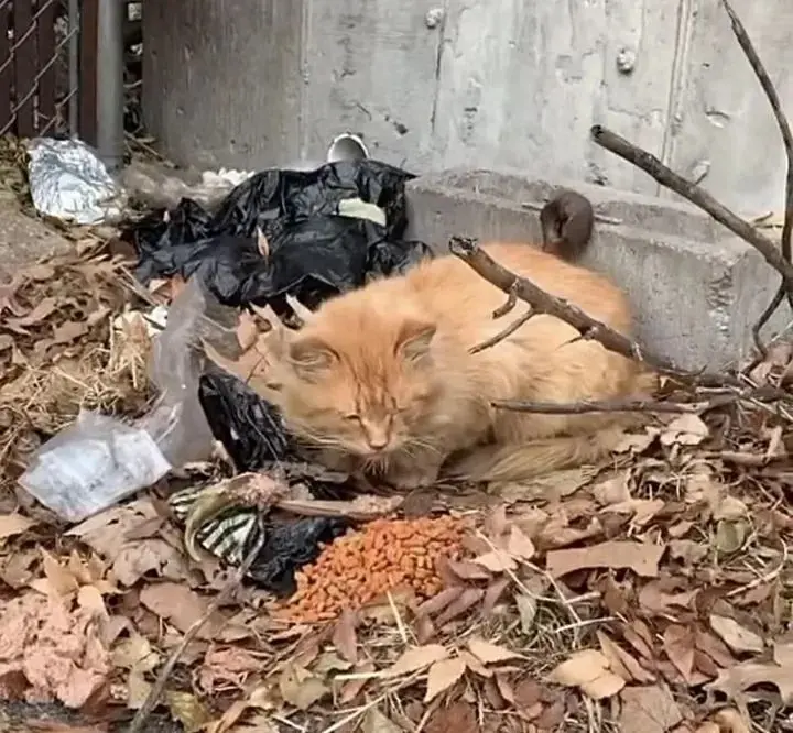 网友在家附近的街道边发现一只长毛橘猫，看起来身体状况很不好