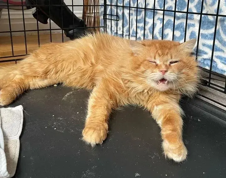 网友在家附近的街道边发现一只长毛橘猫，看起来身体状况很不好