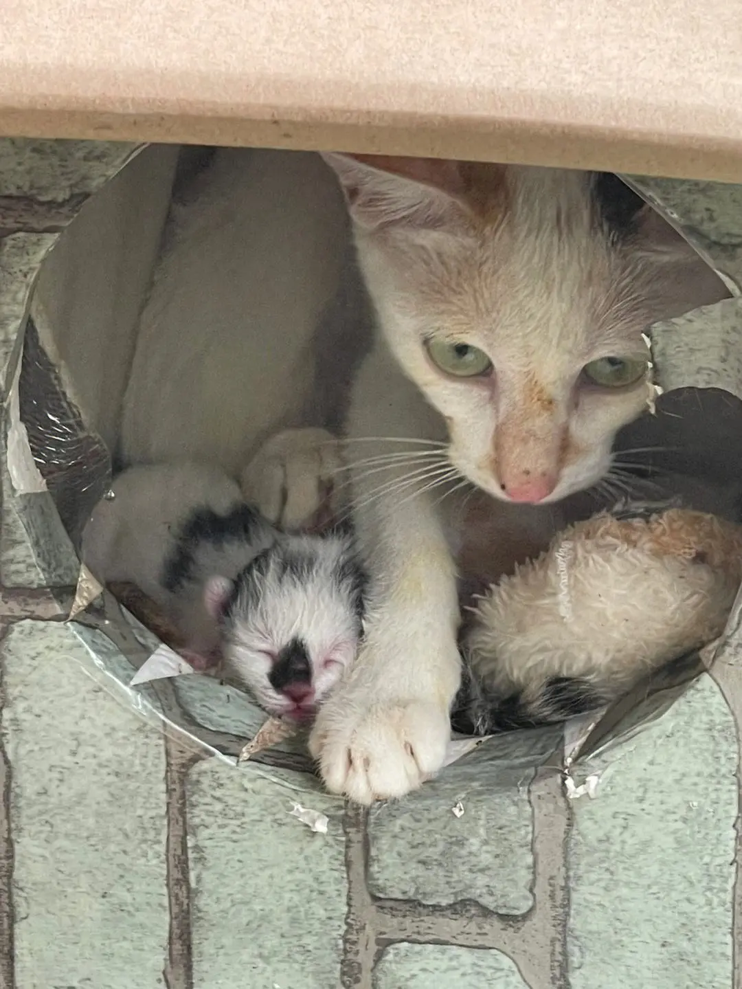 流浪猫用一生守护猫妈妈坟墓，它这一辈子都要在妈妈身边