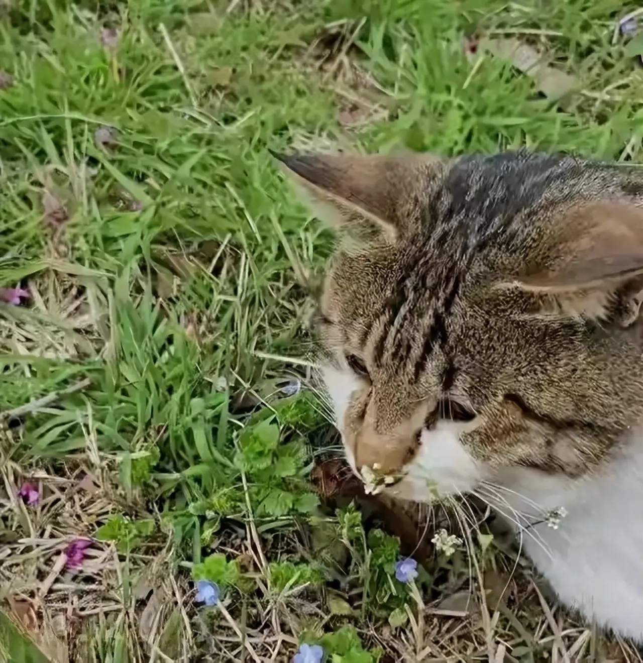 流浪猫用一生守护猫妈妈坟墓，它这一辈子都要在妈妈身边