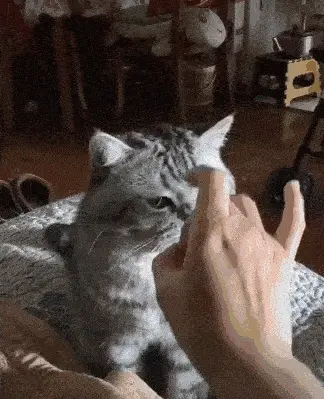 为什么每次跟猫打架时，猫咪都会还手，原来它是这样想的