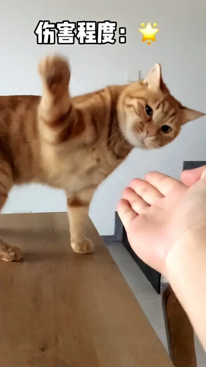 为什么每次跟猫打架时，猫咪都会还手，原来它是这样想的