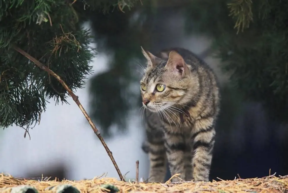 下面就是猫界“三大恶霸”，你家猫上榜了吗？